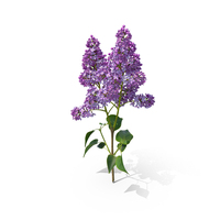 Lilac Branch PNG & PSD Images