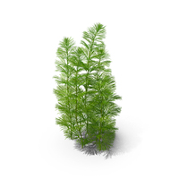 Cabomba Aquarium Plant PNG & PSD Images