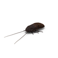 Cryptocercus Punctulatus PNG & PSD Images