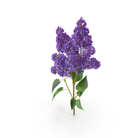 Lilac Syringa Branch PNG & PSD Images