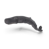 Physeter Macrocephalus Diving Pose PNG & PSD Images