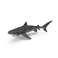 Tiger Shark Attacking PNG & PSD Images