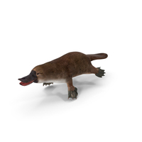 Ornithorhynchus Anatinus PNG & PSD Images
