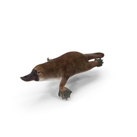 Platypus Swimming Pose PNG & PSD Images
