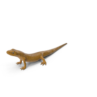 Common Newt Standing Pose PNG & PSD Images