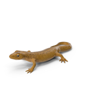 European Newt Crawling Pose PNG & PSD Images
