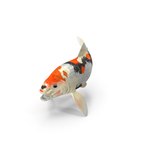 Harivake Koi Fish In Floating Pose PNG & PSD Images