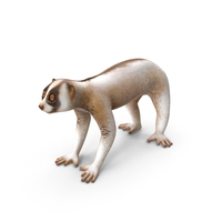 Bengal Slow Loris PNG & PSD Images