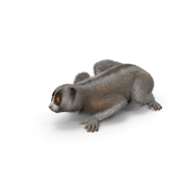 Bornean Slow Loris Fur PNG & PSD Images