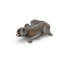 Bornean Slow Loris Fur PNG & PSD Images