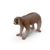 Lemur Bengal Slow Loris Fur PNG & PSD Images
