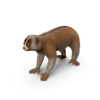 Lemur Slow Loris Fur PNG & PSD Images