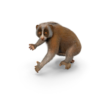 Nycticebus Pygmaeus Fur PNG & PSD Images