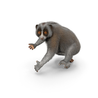 Nycticebus Coucang Fur PNG & PSD Images