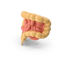 Intestines PNG & PSD Images