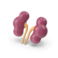 Kidneys PNG & PSD Images