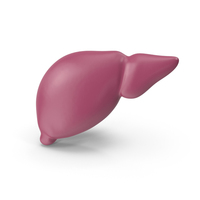 Liver PNG & PSD Images