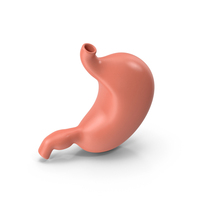 Stomach PNG & PSD Images