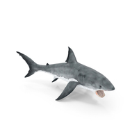 Great White Shark Blood Stained With Open Mouth PNG & PSD Images