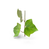 Ivy Leaf PNG & PSD Images