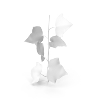 Ivy Leaf PNG & PSD Images