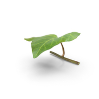 Ivy Leaf PNG & PSD Images