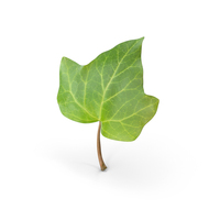 Ivy Leaf PNG & PSD Images