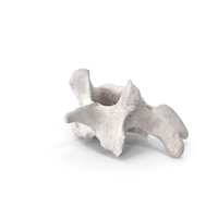 Bear Ursus Cervical Vertebrae C5 PNG & PSD Images