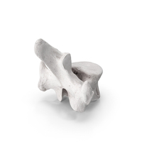 Bear Ursus Thoracic Vertebrae T11 PNG & PSD Images