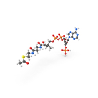 Acetyl-CoA (Acetyl Coenzyme A) Molecule PNG & PSD Images