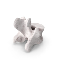Bear Ursus Thoracic Vertebrae T12 PNG & PSD Images