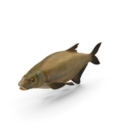 Abramis Brama PNG & PSD Images