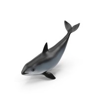 Vaquita Swimming Pose PNG & PSD Images