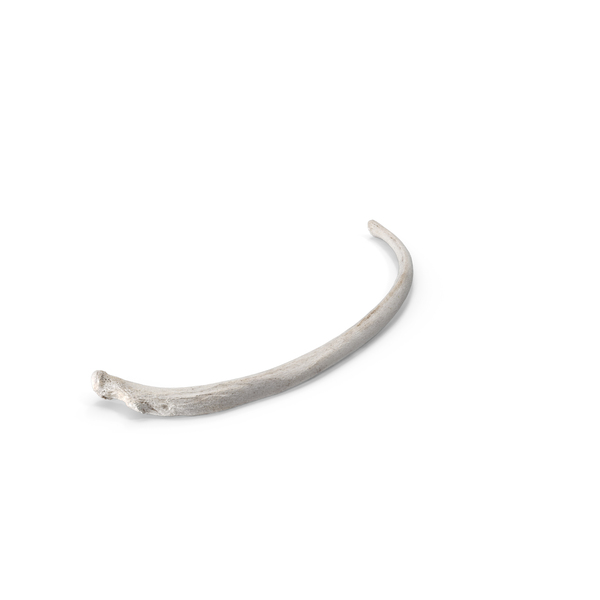 Bear Ursus Rib T10 PNG & PSD Images
