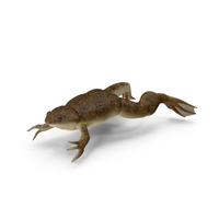 African Claw-Toe Frog Jump Pose PNG & PSD Images