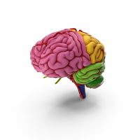 Brain Schematic Zone PNG & PSD Images