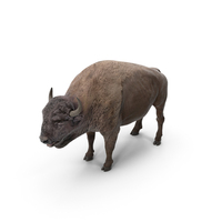 American Bison Bull PNG & PSD Images