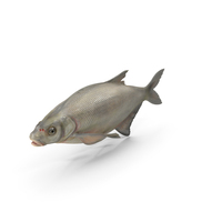Blicca Bjoerkna PNG & PSD Images