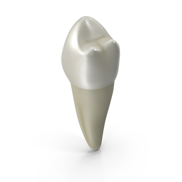 Canine Tooth Human PNG & PSD Images