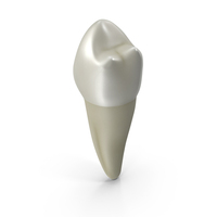 Canine Tooth Human PNG & PSD Images