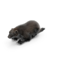 Wolverine Dark Color Lying Down Pose Fur PNG & PSD Images