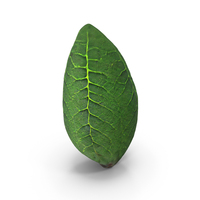 Tree Leaf Bud PNG & PSD Images