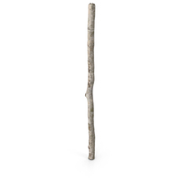 Birch Pole With White Bark PNG & PSD Images