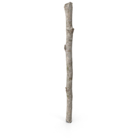 Natural Birch Branch PNG & PSD Images