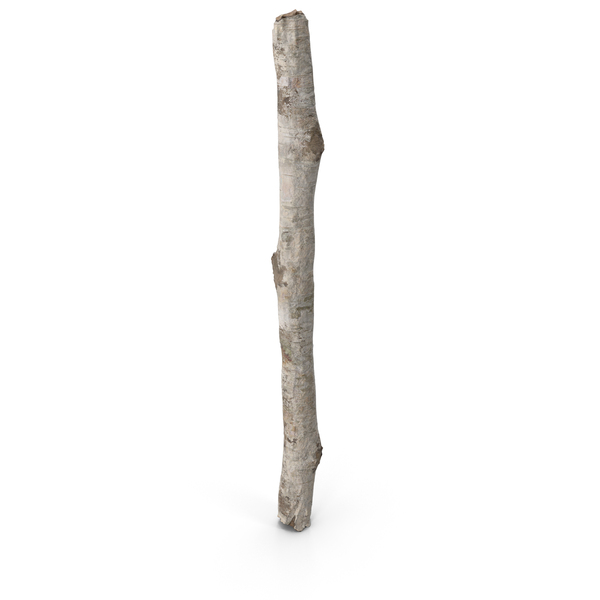 Short White Birch Pole PNG & PSD Images