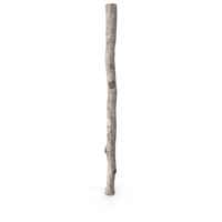 Single White Birch Pole PNG & PSD Images