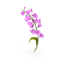 Campanula Pink PNG & PSD Images