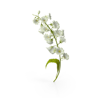 Campanula White PNG & PSD Images