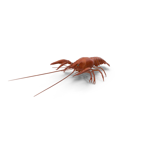 Boiled Crayfish PNG & PSD Images