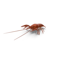 Boiled Crayfish PNG & PSD Images